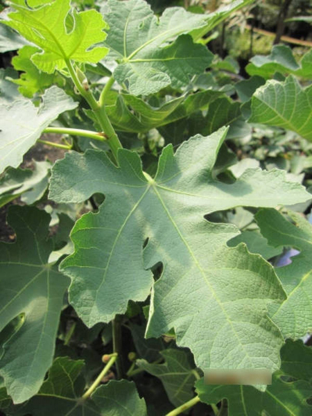 Ficus carica Dauphine - Feige carica Dauphine